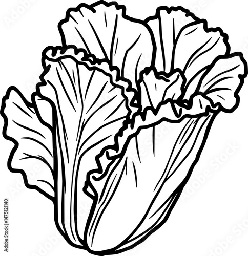 Fresh Napa Cabbage Illustration Detailed Drawing of Leafy Vegetable
