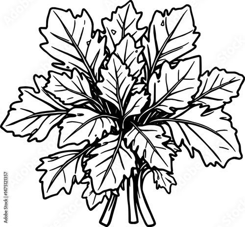 Fresh Green Herb Bunch Detailed Botanical Illustration
