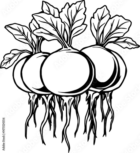 Freshly Harvested Turnips A Trio of Root Vegetables
