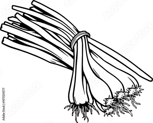 Fresh Green Onions Bunch Tied Together Roots Visible