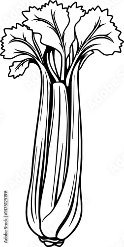 Line Art Illustration Of A Fresh Celery Stalk