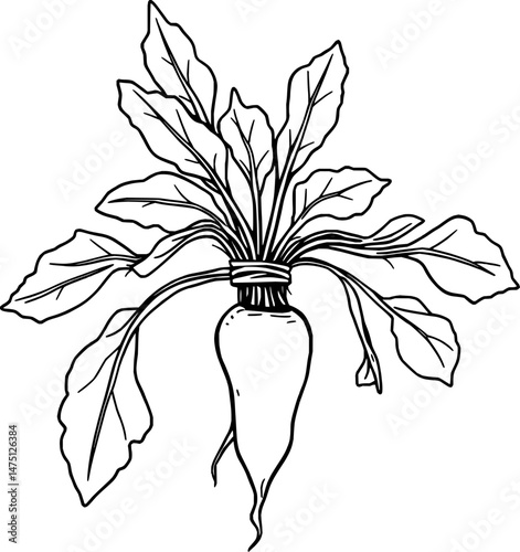 Fresh White Turnip with Lush Green Leaves Illustration