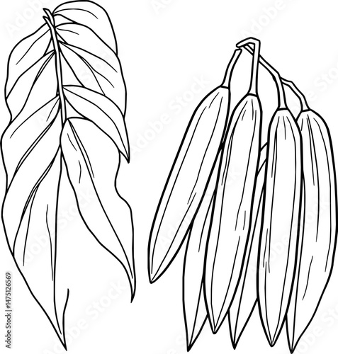 Illustration of Tropical Leaf and Green Seed Pods