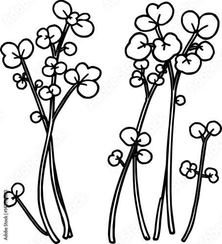 Illustrated Collection Of Delicate Green Plants With Small Leaves