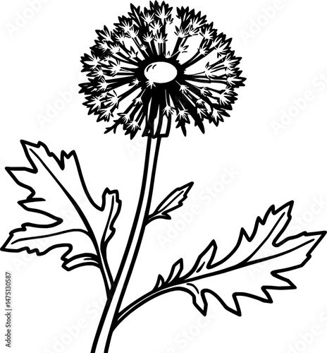 Detailed Illustration Of A Mature Dandelion Flower
