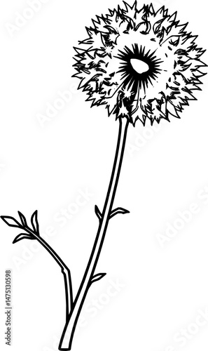 Elegant Line Drawing Of A Single Dandelion Flower