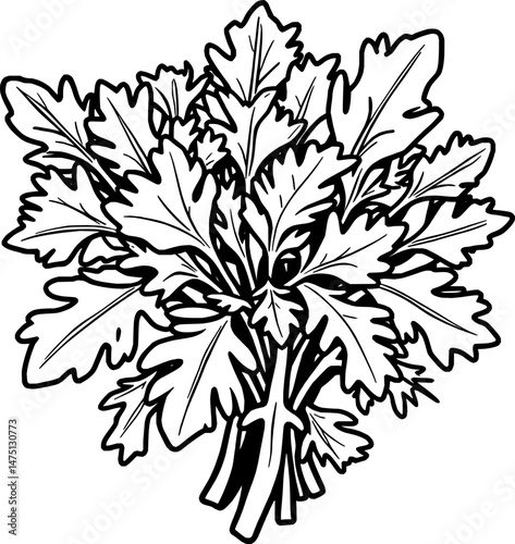 Fresh Bunch of Green Cilantro Leaves Illustration