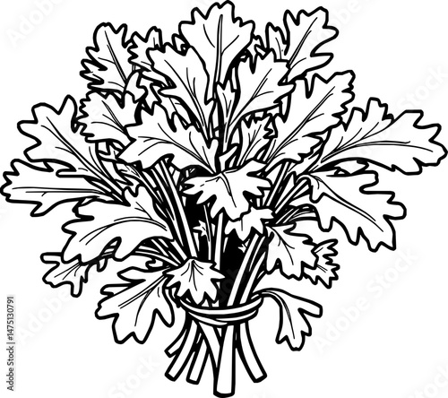 A Hand-Drawn Bunch of Fresh Cilantro Leaves