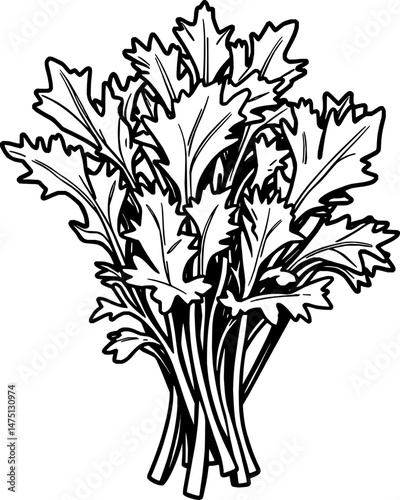 A Detailed Line Drawing Of A Bunch Of Fresh Parsley