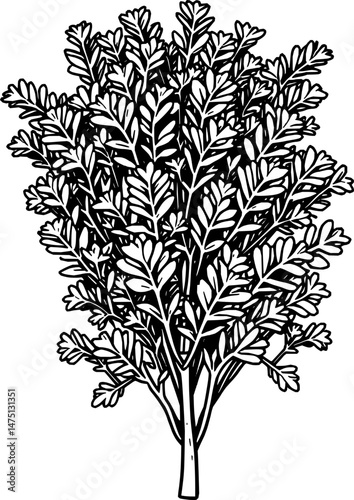 Detailed Line Drawing Of A Lush Feathery Herb Bunch