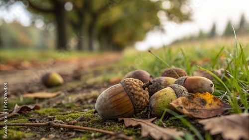 Autumnal Acorn Composition ...