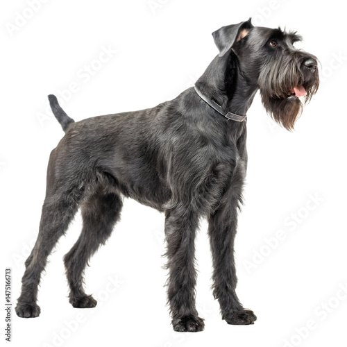 Giant Schnauzer Portrait: Majestic Giant Schnauzer stands proudly, showcasing its wiry coat and alert expression.  