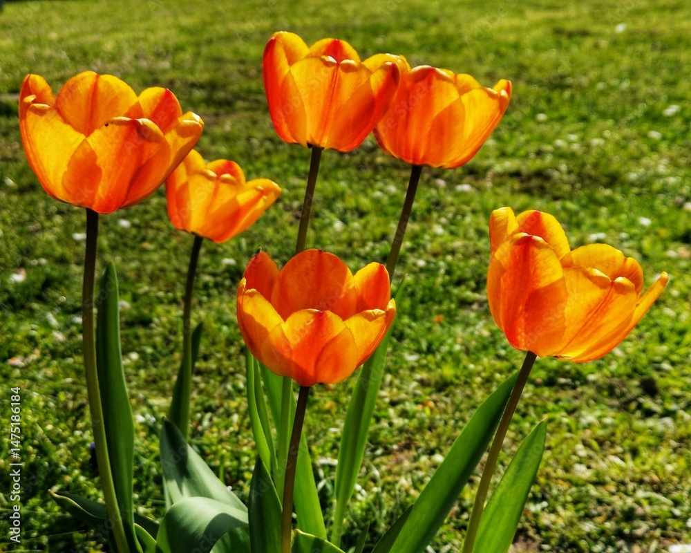 Obraz premium yellow tulips