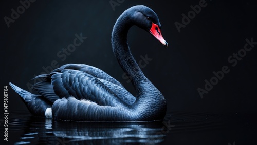 Fototapeta Naklejka Na Ścianę i Meble -  Black swan against a dark background