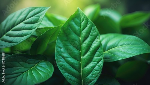 Close-up of healthy green leaves with a nature-inspired backdrop
