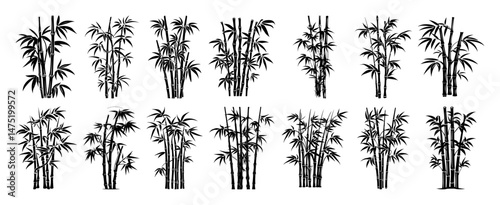 bamboo plant set in detailed engraved black and white vector style