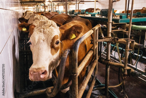 Cows in pens on a modern dairy farm. Animals in a cowshed at an agricultural enterprise. Mechanized milking of cattle.