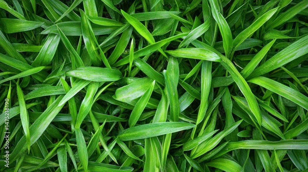Lush green grass blades tightly packed Lush green grass blades tightly packed