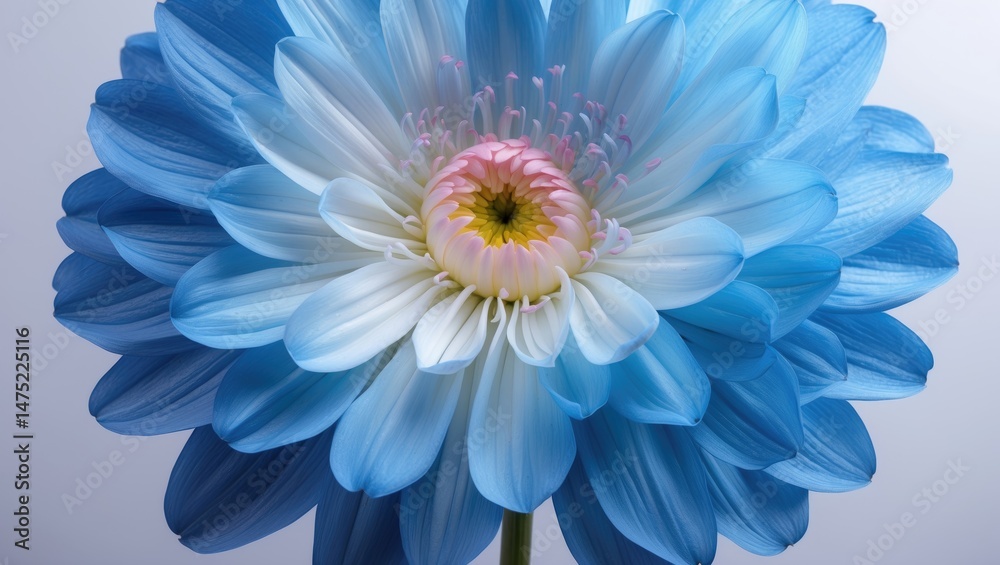 Obraz premium White background featuring a blue chrysanthemum flower with clipping path for decoration