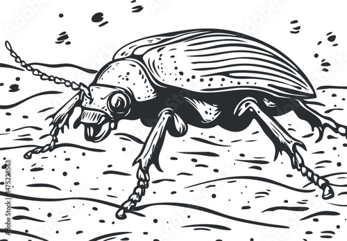 Black and white line art illustration of a beetle crawling on the ground showing detailed insect anatomy.