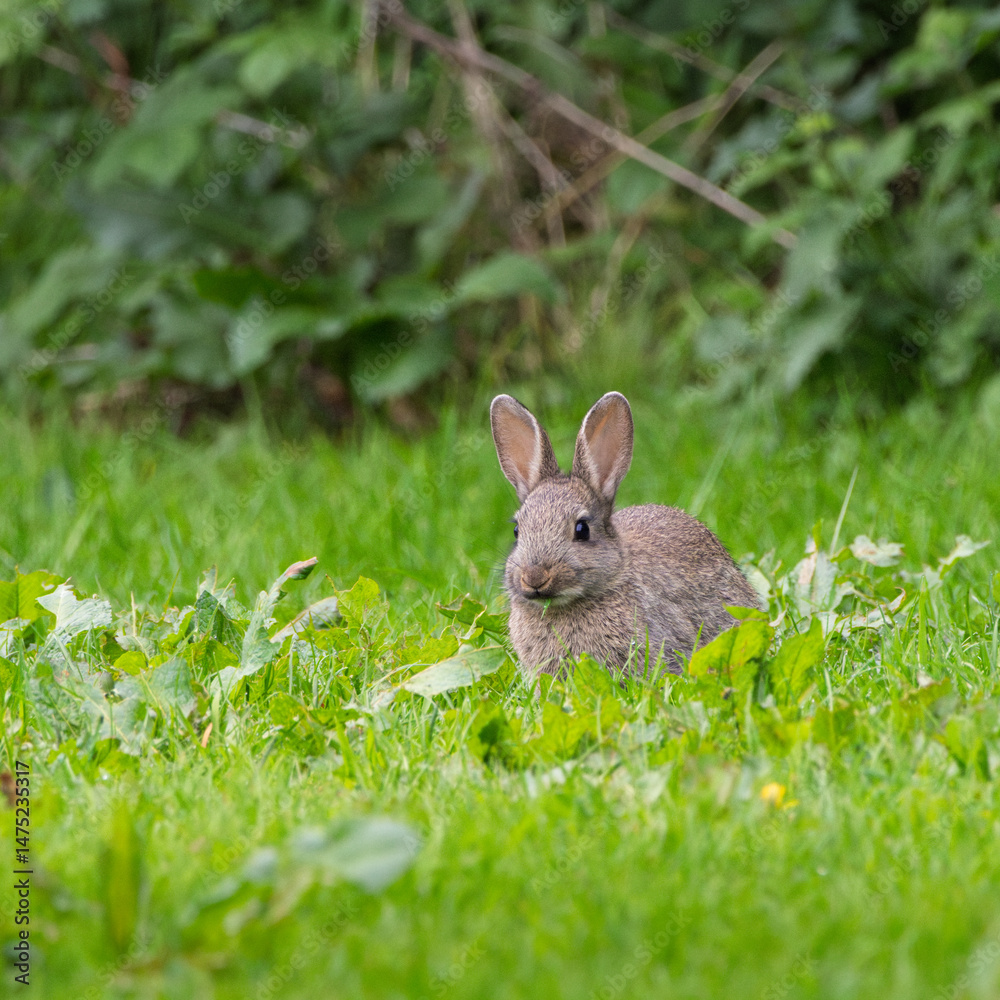 Fototapeta premium A rabbit is sitting in the grass