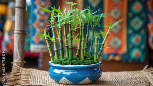 Blue pot containing a mini lucky bamboo plant for sale