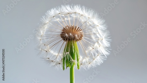 Airy dandelion © Giovanni