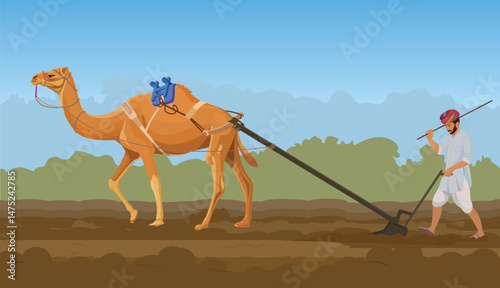 Indian farmer ploughing agriculture field by the camel, kisan diwas, Farmers' Day, camel farming in india