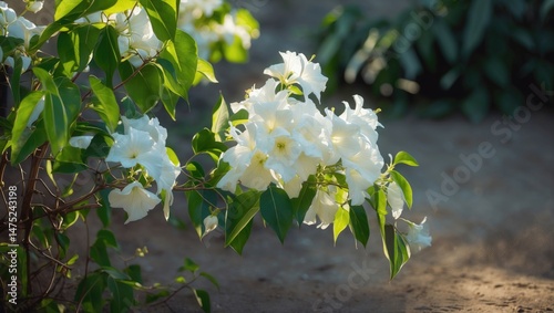 Close-up of Bougainvillea flowering plant with a frontal perspective in a natural garden scene