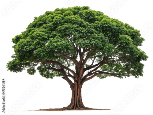 Mahogany tree png hardwood tree png tropical tree png forest tree png white background image