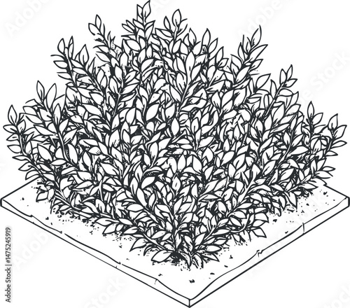 Black and white illustration of a dense leafy shrub planted in a garden bed with soil