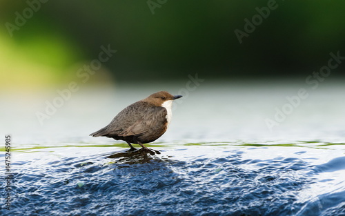 Cinclus cinclus aka White-throated dipper. Rare water bird in his habitat. Nature of Czech republic. Isolated on clear blurred background.