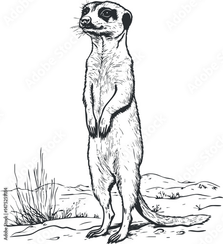 Black and white sketch of a meerkat standing alert in a desert environment with sparse grass and sand.