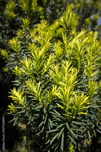 Obraz na płótnie Yew, a long-living tree, young growths.
w salonie