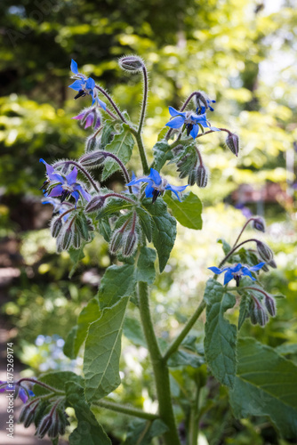 Borage flowers, nature and garden.