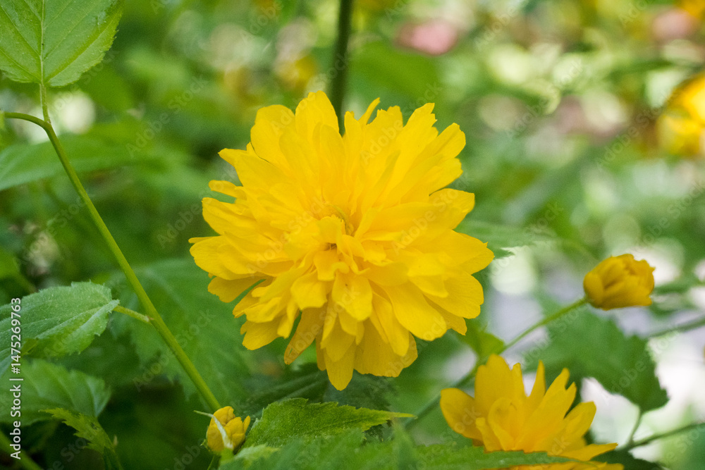 Kerria Japonica is a species of shrub from the Rosaceae family.