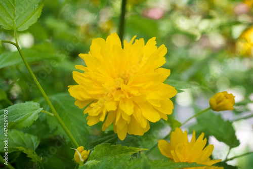 Kerria Japonica is a species of shrub from the Rosaceae family.
