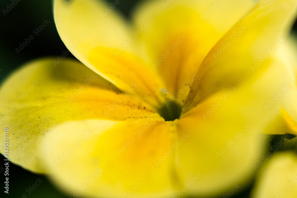 Yellow garden flower, blur abstract.