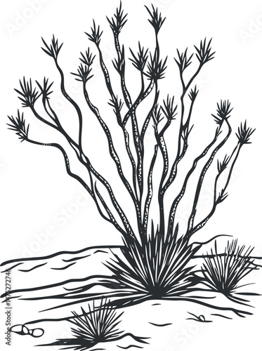 Black and white illustration of ocotillo desert plant with multiple spiny branches in arid landscape