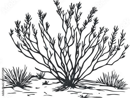 Black and white illustration of a desert bush with thin branches growing in dry, arid soil surrounded by sparse vegetation.