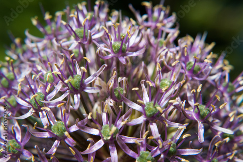 Flower of blooming garden garlic.

