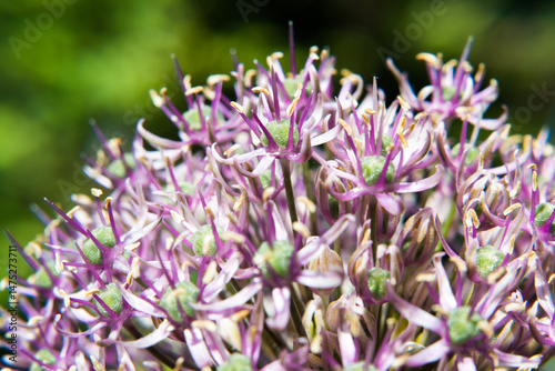 Flower of blooming garden garlic.

