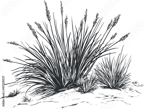 Black and white illustration of wild grass clumps growing on soil with detailed leaves and stems
