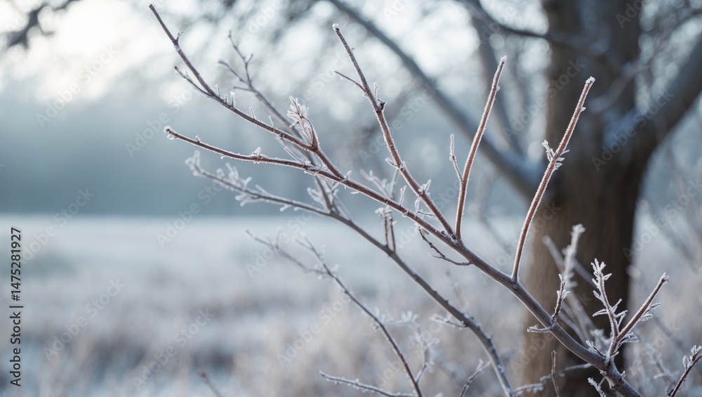 Frost delicately envelops the branches of a winter tree, crafting a serene and mystical atmosphere. Frost delicately envelops the branches of a winter tree, crafting a serene and mystical atmosphere.