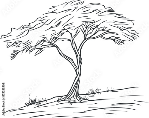 Black and white line drawing of a solitary acacia tree on a grassy hillside in a natural landscape