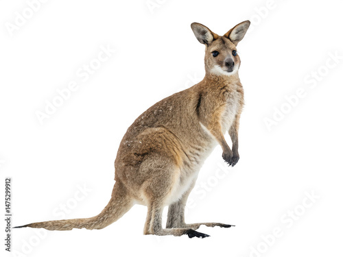 Wallaby animal PNG, hopping marsupial PNG, wildlife from Australia PNG, bushland creature PNG, transparent background image