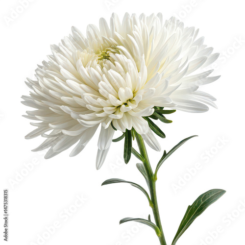 Aster flower png garden flower png blooming flower png purple flower png ornamental plant png colorful flower png white background image