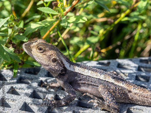 Jacky dragon in Royal national park, Australia