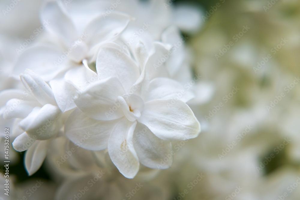 White lilac flowers, spring in the garden.