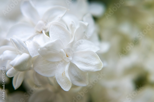 Obraz na płótnie White lilac flowers, spring in the garden.
w salonie